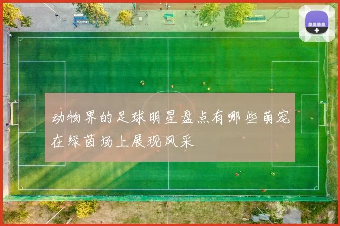 动物界的足球明星盘点有哪些萌宠在绿茵场上展现风采